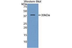 Western Blotting (WB) image for anti-Apolipoprotein C-I (APOC1) (AA 34-88) antibody (ABIN3208965) (APOC1 anticorps  (AA 34-88))