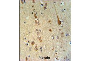 FAAH2 Antibody IHC analysis in formalin fixed and paraffin embedded human brain tissue followed by peroxidase conjugation of the secondary antibody and DAB staining.