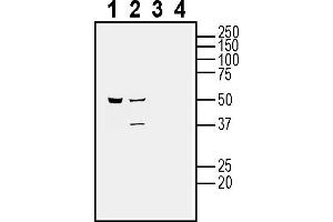 Western blot analysis of human HMC3 microglia cell line lysate (lanes 1 and 3) and human  MG glioma cell line lysate (lanes 2 and 4):1-2. (CALHM2 anticorps  (Extracellular))