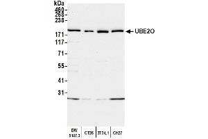 Western Blotting (WB) image for anti-Ubiquitin-Conjugating Enzyme E2O (UBE2O) (AA 725-775) antibody (ABIN7452135) (UBE2O anticorps  (AA 725-775))