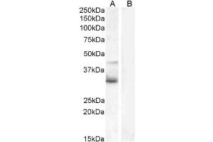 ABIN184715 (1µg/ml) staining of Jurkat (A) and negative control U937 (B) cell lysate (35µg protein in RIPA buffer). (WNT4 anticorps  (Internal Region))