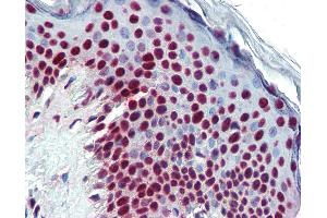 Anti-THOC4 antibody IHC of human skin. (THO Complex 4 anticorps)
