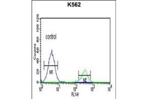 KIR3DS1 Antibody (C-term) (ABIN652617 and ABIN2842412) flow cytometric analysis of K562 cells (right histogram) compared to a negative control cell (left histogram). (KIR3DS1 anticorps  (C-Term))