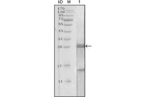 Western Blotting (WB) image for anti-Prostate Specific Antigen (PSA) (AA 26-251) antibody (ABIN2983296) (Prostate Specific Antigen anticorps  (AA 26-251))