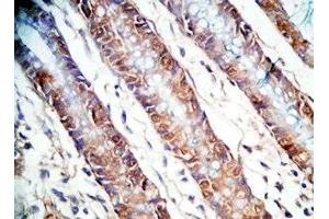 Human colon tissue was stained by Rabbit AntiPYY (3-36)-Gly (Human) Antiserum (Peptide YY (PYY) -Gly (AA 3-36) anticorps)