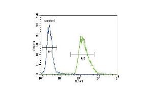 CMGA Antibody (C-term) (ABIN655729 and ABIN2845176) flow cytometric analysis of A549 cells (right histogram) compared to a negative control cell (left histogram).