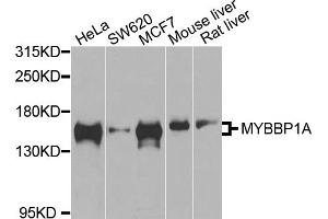 Western blot analysis of extracts of various cell lines, using MYBBP1A antibody.