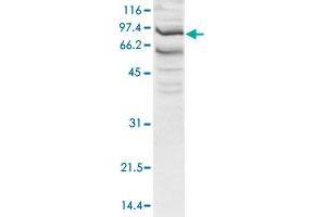 Western blot was performed using nuclear extracts from HeLa cells (HeLa NE, 20 ug) and the SSRP1 polyclonal antibody  at dilution 1 : 1,000 in TBS-Tween + 5% skimmed milk. (SSRP1 anticorps  (N-Term))