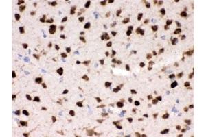 IHC testing of FFPE mouse brain with HuD antibody. (ELAV (Embryonic Lethal, Abnormal Vision, Drosophila)-Like (ELAVL) anticorps)