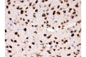 IHC testing of FFPE mouse brain with HuD antibody. (HuD / ELAVL4 anticorps)
