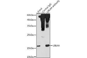Immunoprecipitation analysis of 300 μg extracts of HeLa cells using 3 μg UBL4A antibody (ABIN6132763, ABIN6149851, ABIN6149852 and ABIN6220548). (UBL4A anticorps  (AA 1-157))