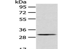 Western Blot analysis of A549 cells using AQP3 Polyclonal Antibody at dilution of 1/200 (AQP3 anticorps)