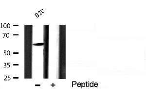 Western blot analysis of Akt phosphorylation expression in B2C Cell line lysates,The lane on the right is treated with the antigen-specific peptide.