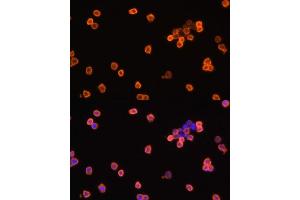 Immunofluorescence analysis of Raw264.
