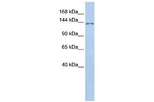 Western Blotting (WB) image for anti-Transmembrane Protein 132B (TMEM132B) antibody (ABIN2459374) (TMEM132B anticorps)
