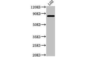 Western Blot Positive WB detected in: LO2 whole cell lysate All lanes: XRCC5 antibody at 3. (XRCC5 anticorps  (AA 251-455))