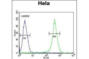 ASPSCR1 Antibody (C-term) (ABIN652768 and ABIN2842505) flow cytometric analysis of Hela cells (right histogram) compared to a negative control cell (left histogram). (ASPSCR1 anticorps  (C-Term))