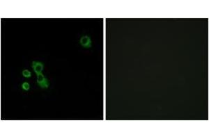 Immunofluorescence analysis of MCF7 cells, using TAS2R7 Antibody. (TAS2R7 anticorps  (AA 47-96))