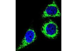 Confocal immunofluorescent analysis of BCL10 Antibody (N-term) (Cat#AP50354PU-N) with Hela cell followed by Alexa Fluor 488-conjugated goat anti-rabbit lgG (green). (BCL10 anticorps  (N-Term))