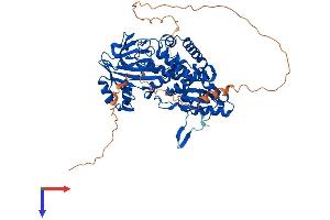 AlphaFold protein structure predicition of Mouse Recombinant Riox1 Protein, UniprotID Q9JJF3