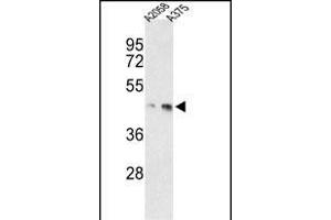 Western blot analysis of anti-MEK1 Antibody (/222) h in ,  cell line lysates (35 μg/lane). (MEK1 anticorps  (AA 199-234))