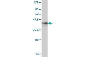 Western Blot detection against Immunogen (36.