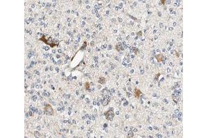 ABIN6266962 at 1/100 staining human brain tissue sections by IHC-P. (ALDOC anticorps  (C-Term))