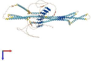 Ankyrin Repeat Domain 24 (ANKRD24) (AA 1-1146) protein (His tag)