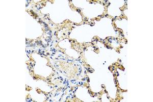 Immunohistochemistry of paraffin-embedded rat lung using PIP antibody (ABIN5973796) at dilution of 1/100 (40x lens). (PIP anticorps)