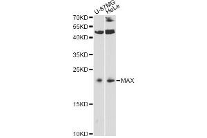 Western blot analysis of extracts of various cell lines, using MAX antibody. (MAX anticorps)