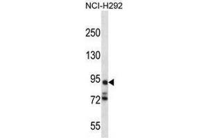 Western blot analysis in NCI-H292 cell line lysates (35ug/lane) using PCDHA7 Antibody (Center).
