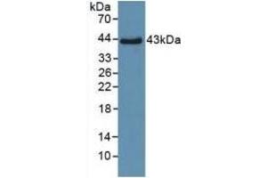 Detection of Recombinant SPD, Human using Polyclonal Antibody to Surfactant Associated Protein D (SPD) (SFTPD anticorps  (AA 21-375))