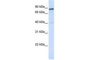 Image no. 1 for anti-Dynamin 1 (DNM1) (AA 756-805) antibody (ABIN6743593) (Dynamin 1 anticorps  (AA 756-805))