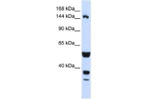 WB Suggested Anti-ABI3BP Antibody Titration:  0. (ABI3BP anticorps  (N-Term))