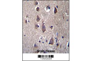 PCDHB12 Antibdy immunohistochemistry analysis in formalin fixed and paraffin embedded human brain tissue followed by peroxidase conjugation of the secondary antibody and DAB staining. (PCDHB12 anticorps  (C-Term))