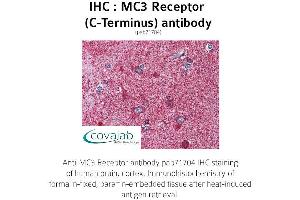 Image no. 1 for anti-Melanocortin 3 Receptor (MC3R) (C-Term) antibody (ABIN1736807) (MC3R anticorps  (C-Term))