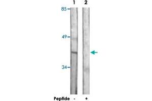 Western blot analysis of extracts from Jurkat cells, using DUSP1 polyclonal antibody . (DUSP1 anticorps)