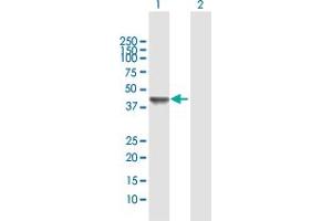 Western Blot analysis of C10orf4 expression in transfected 293T cell line by C10orf4 MaxPab polyclonal antibody.