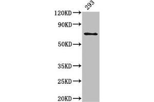 Western Blot Positive WB detected in: 293 whole cell lysate All lanes: LTA4H antibody at 3 μg/mL Secondary Goat polyclonal to rabbit IgG at 1/50000 dilution Predicted band size: 70, 60, 58, 67 kDa Observed band size: 70 kDa (LTA4H anticorps  (AA 107-311))