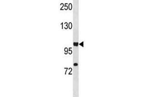 HIF1A antibody western blot analysis in A549 lysate.