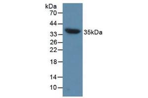 Western blot analysis of Mouse Heart Tissue. (Aquaporin 4 anticorps  (AA 177-304))
