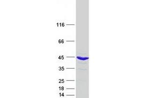 Validation with Western Blot
