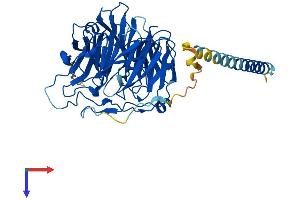 AlphaFold protein structure predicition of Human Recombinant CORO2B Protein, UniprotID Q9UQ03