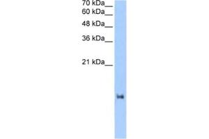 Western Blotting (WB) image for anti-LOC653186 (LOC653186) antibody (ABIN2463270) (LOC653186 anticorps)