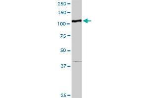 MTHFD1 MaxPab rabbit polyclonal antibody. (MTHFD1 anticorps  (AA 1-935))
