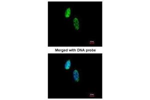 ICC/IF Image Immunofluorescence analysis of paraformaldehyde-fixed HeLa, using CKS-2, antibody at 1:500 dilution.