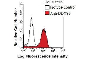 HeLa cells were fixed in 2% paraformaldehyde/PBS and then permeabilized in 90% methanol. (DDX39 anticorps)