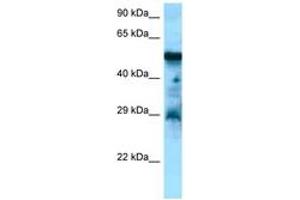 Image no. 1 for anti-Cholecystokinin B Receptor (CCKBR) (AA 277-326) antibody (ABIN6748392) (CCKBR anticorps  (AA 277-326))