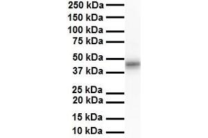 WB Suggested Anti-ENO3 antibody Titration: 1 ug/mL Sample Type: Human liver (ENO3 anticorps  (N-Term))