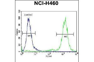 Flow cytometric analysis of NCI-H460 cells (right histogram) compared to a negative control cell (left histogram). (ZSCAN5B anticorps  (C-Term))